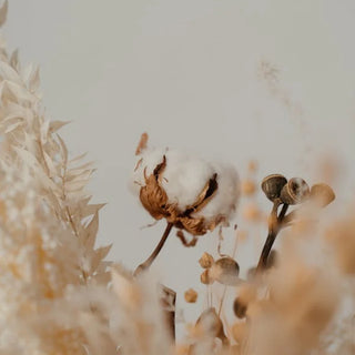 Cotton plant image